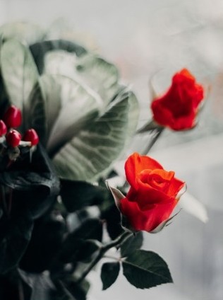 Red roses